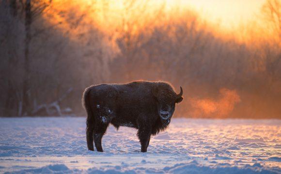 Polsk ordbok på Ordnett Polsk ordbok på Ordnett